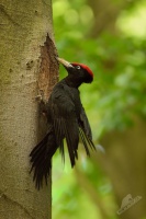 Datel cerny - Dryocopus martius - Black Woodpecker 0525